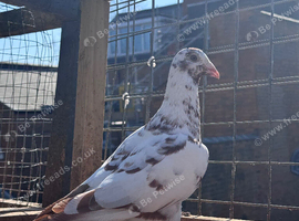 Meulman cock