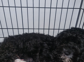 Beautiful cavapoo puppies