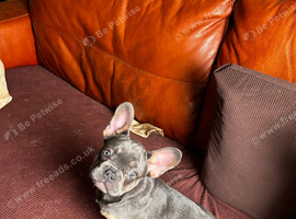 Kc reg frenchie pup reduced to find a home