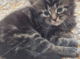 Fluffy kittens