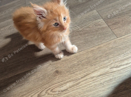 Maine coon kittens
