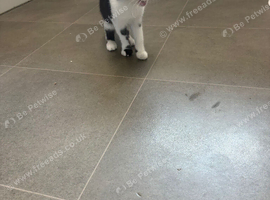 2 female kittens left of the litter