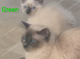 RAGDOLL KITTEN BOY