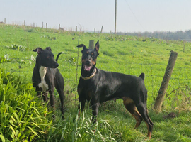 Beautiful Doberman girl