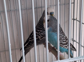 Budgie