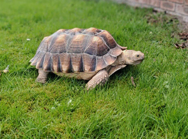 Tortoise fostering