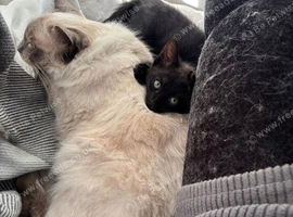 One female half Ragdoll left