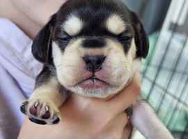 French bulldog x Show cocker spaniel
