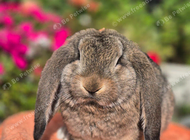 *FRENCH LOPS READY TO LEAVE NOW*