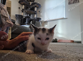 Beautiful kittens
