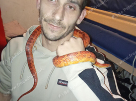 Corn snake on own
