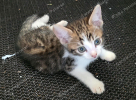 Bengal x kitten