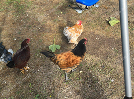Three months chicks
