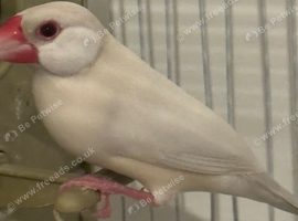 Java finch and star finch