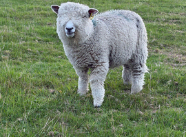 Pet Lambs