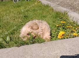 Shih tzu I would not be getting rid of him if there's some way of someone having my other is an hospital but I have nobody to have him
