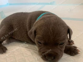 Beautiful Newborn Blue Staffordshire Bull Terrier Puppies 2 Boys, 2 Girls