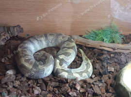 Royal python