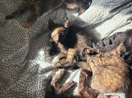 X 3 kittens