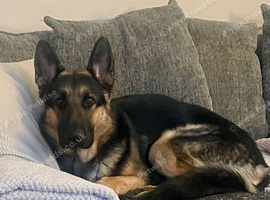 Male German shepherd