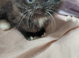 0ne dear fluffy kitten
