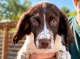 Two beautiful springer spaniels