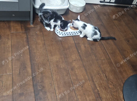 2 lovely male kittens