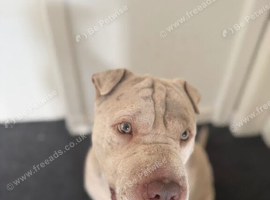 1YEAR OLD MALE REHOMING