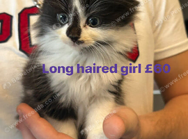 Kittens
