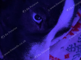 female staffordshire bull terrier mixed with a mastiff