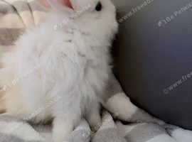 Baby bunnies
