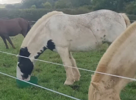 Lovely 13.2hh Cob Mare For Sale