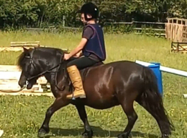 Quality registered standard shetland gelding