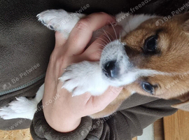 Jack Russell Girl