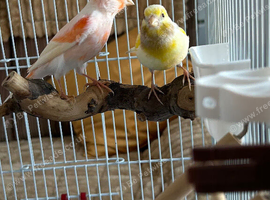 Male and female Canary for sale