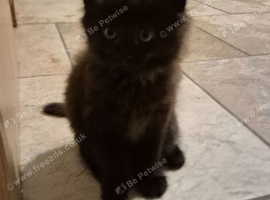 Kittens x1 girl left