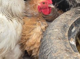 Pekin bantam cockerels