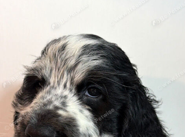 Beautiful male puppy blue roan