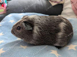 Young guinea pig boars