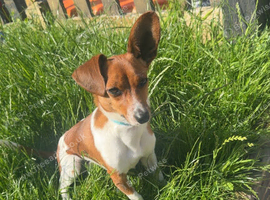 Patch dachshund X Papillon