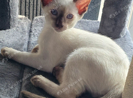 Last pure chocolate point boys available