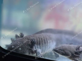 Axolotls for sale