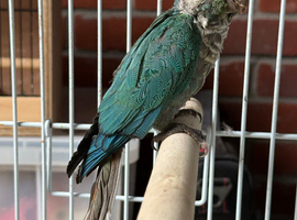 Baby turquoise conure