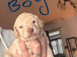 Golden doodle puppy&rsquo;s for sale
