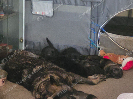 German shepherd puppies