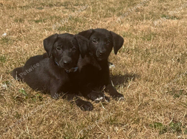 Stunning labs ready now