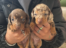 4 dachshund puppies for sale