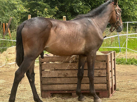 Rising 4yr old gelding