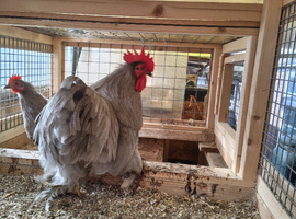 Trio lavender pekins plus one two week old chick