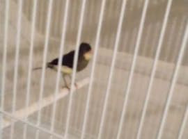 Canary